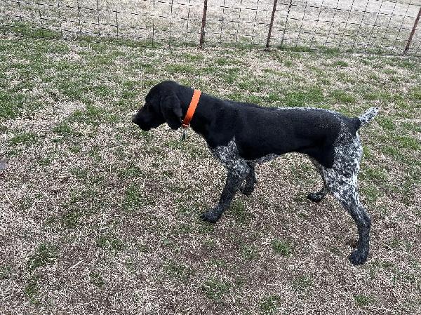 Started german wirehaired on sale pointer