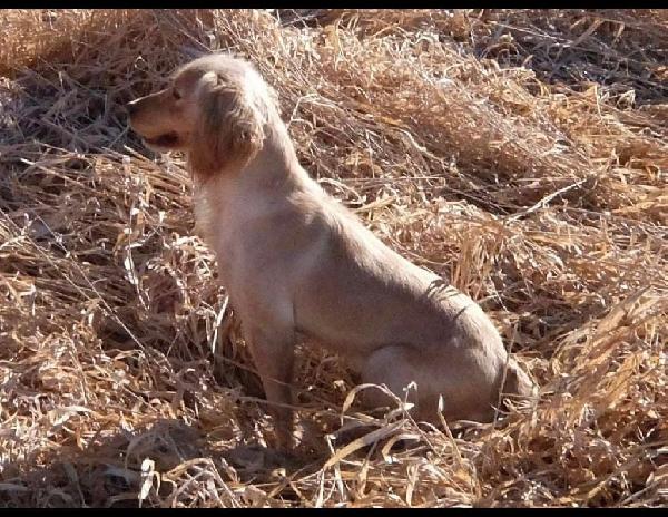 English Cocker Spaniel