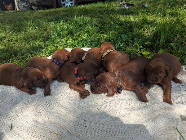 Irish Setter