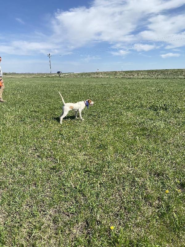 English Pointer