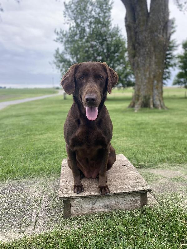 Labrador Retriever
