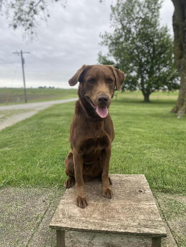 Labrador Retriever