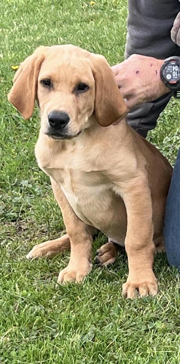 Labrador Retriever