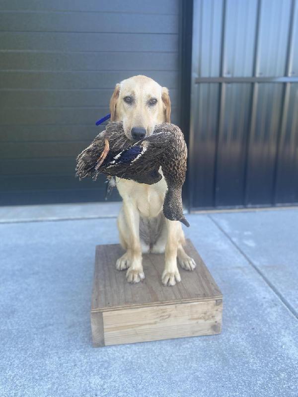 Labrador Retriever