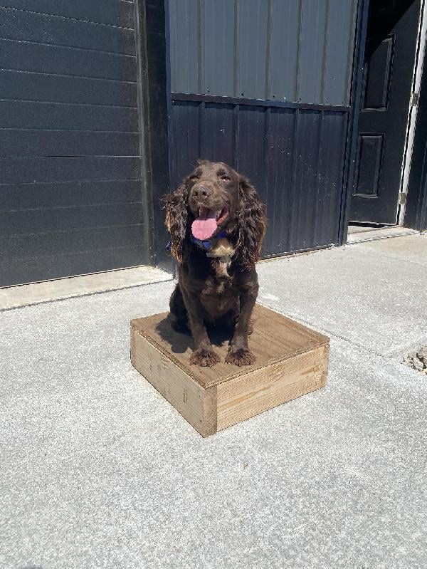 STARTED LIVER FIELD COCKER American Cocker Spaniel