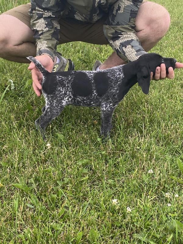 German Shorthaired Pointer