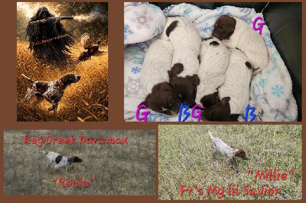 German Shorthaired Pointer