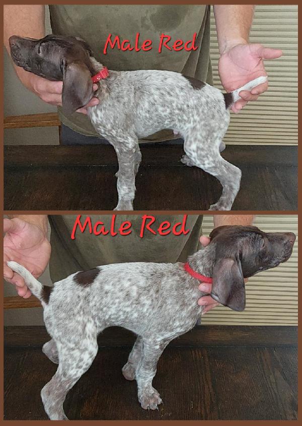 German Shorthaired Pointer
