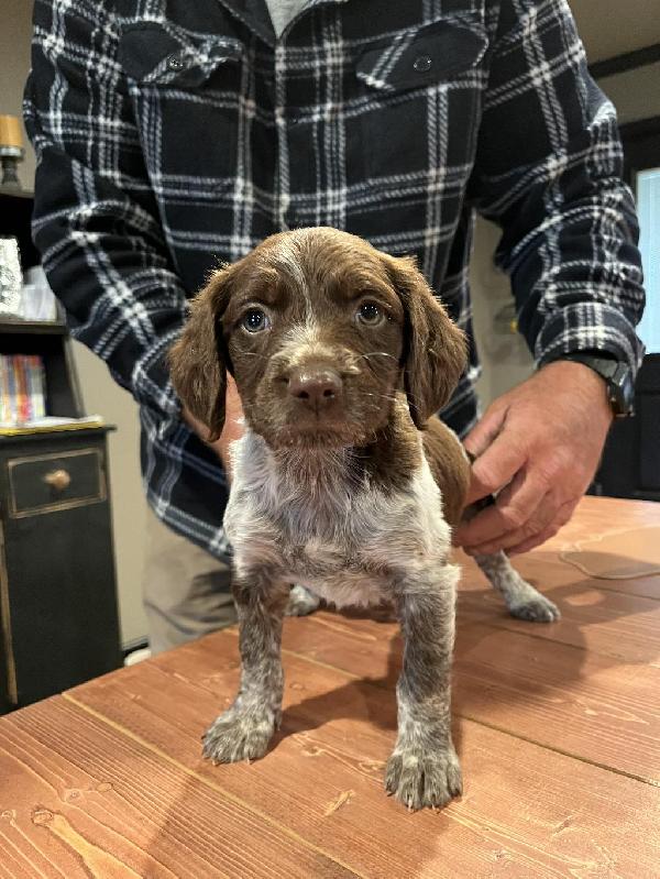 American Brittany