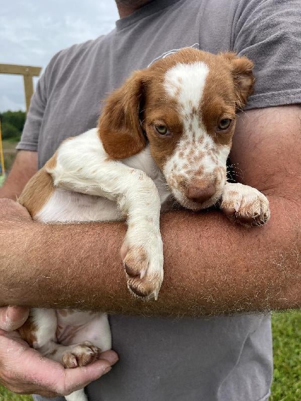 American Brittany