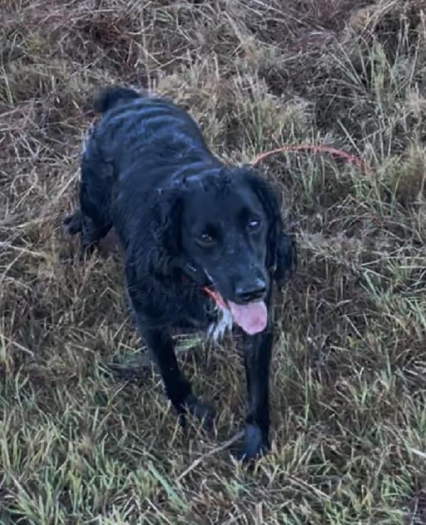 X FACTOR BANDIT English Cocker Spaniel