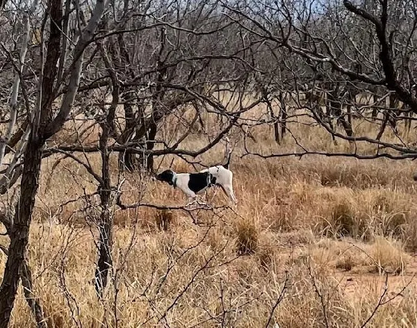 WALDROPS ELHEW/HONKY TONK CODY English Pointer