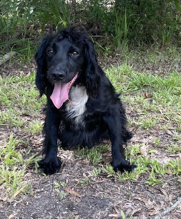 English Cocker Spaniel