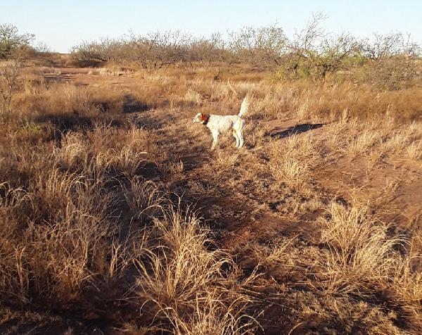 English Setter