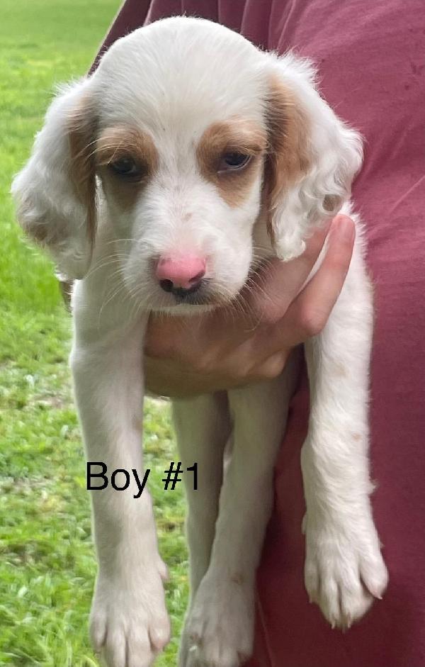 English Setter