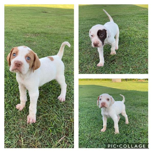 THREE ENGLISH POINTER PUPPIES