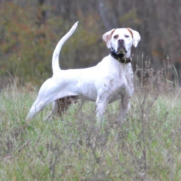 english pointer for sale