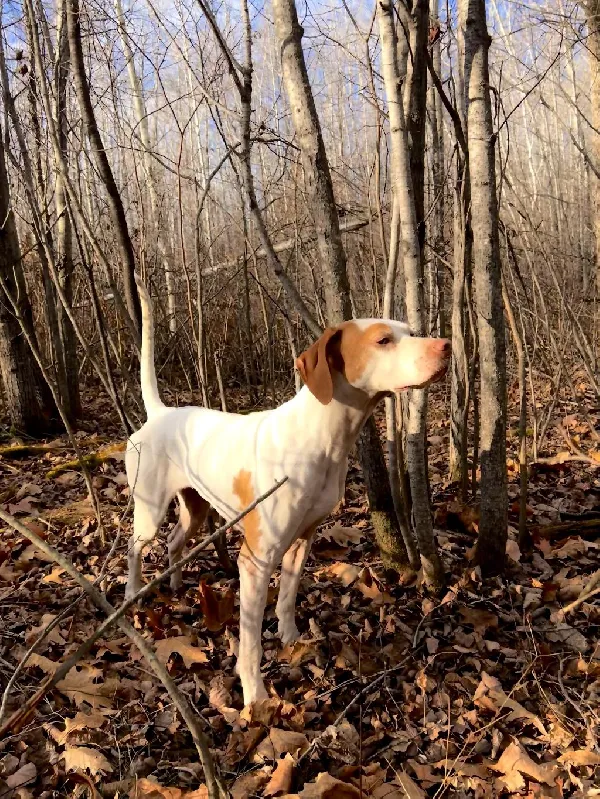English Pointer