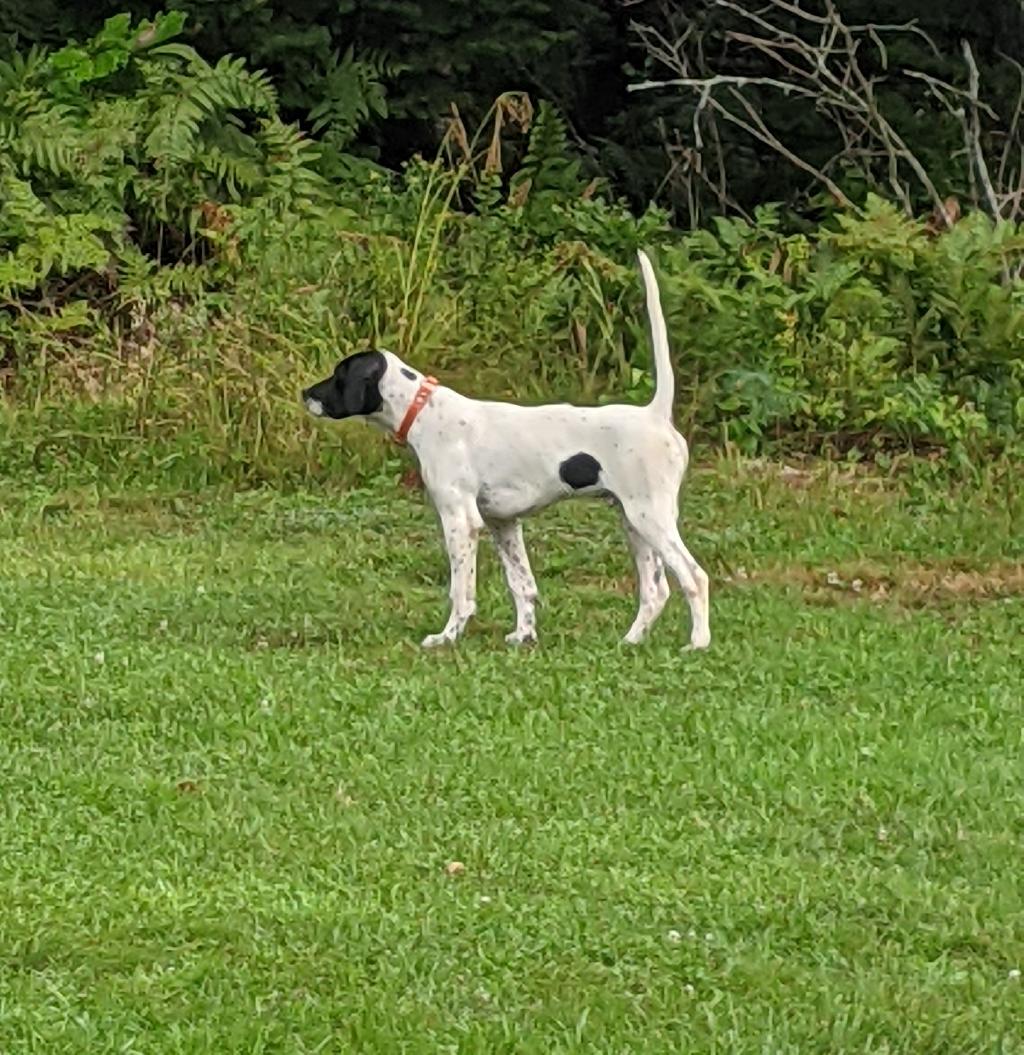 WOODCOCK HAVEN LONE STAR English Pointer