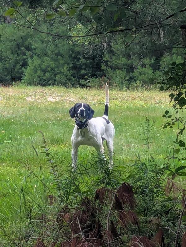 English Pointer