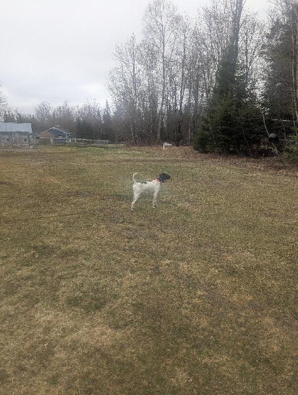 English Pointer
