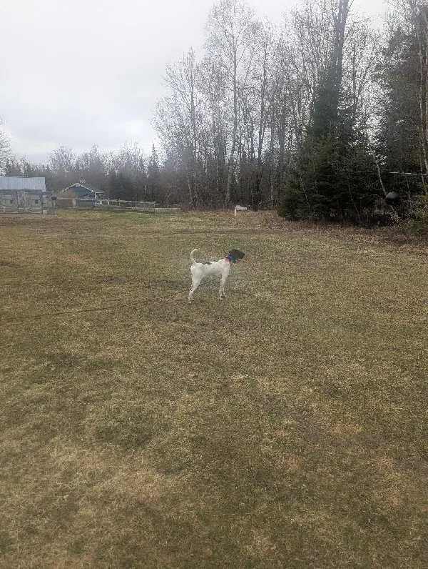 ELHEW PUPS English Pointer
