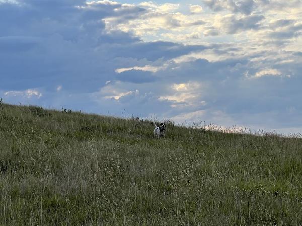 English Pointer