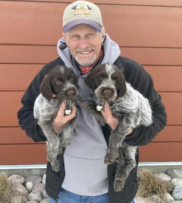 Wirehaired Pointing Griffon