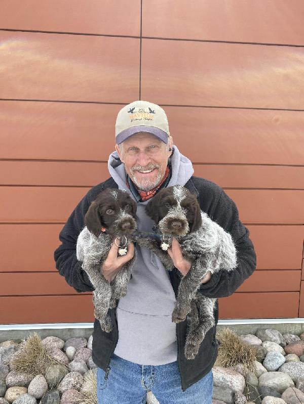 Wirehaired Pointing Griffon