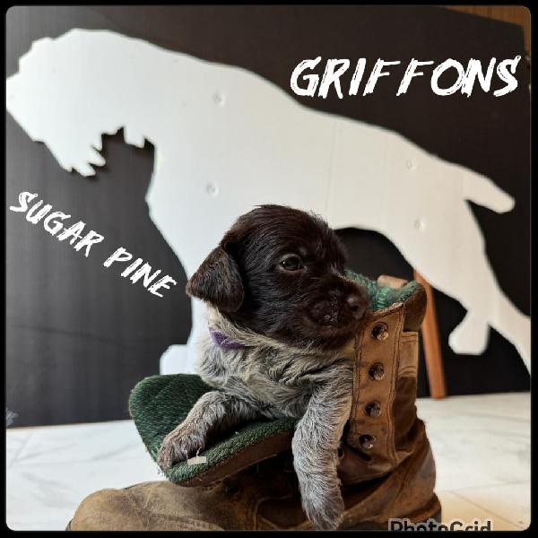 Wirehaired Pointing Griffon