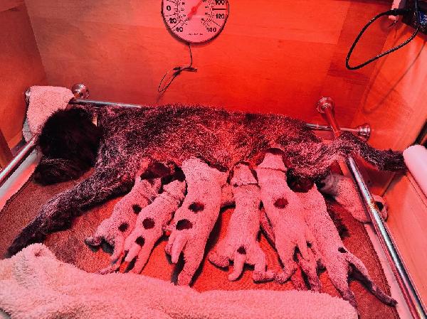 C LITTER 2.5 WEEKS.JPG