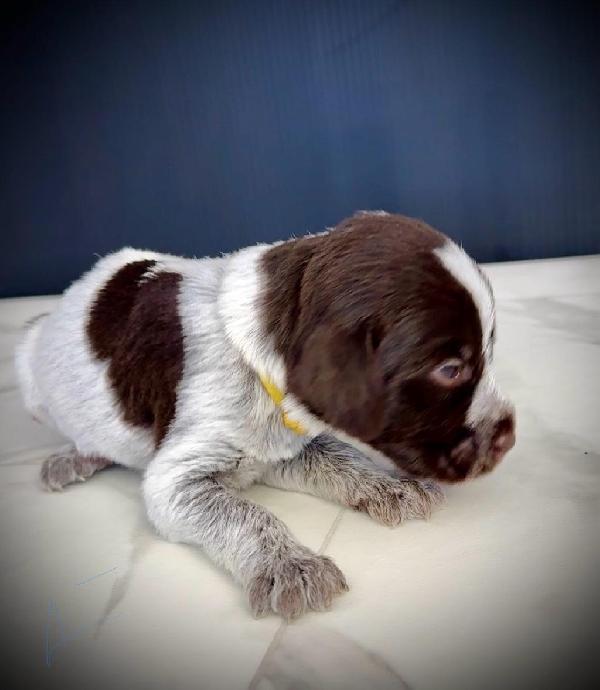 #2 FEMALE (YALLOW COLLAR)