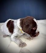 #2 FEMALE (YALLOW COLLAR)