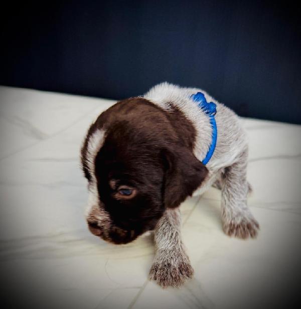 #1 MALE (BLUE COLLAR).JPG