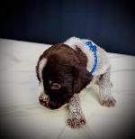 #1 MALE (BLUE COLLAR).JPG