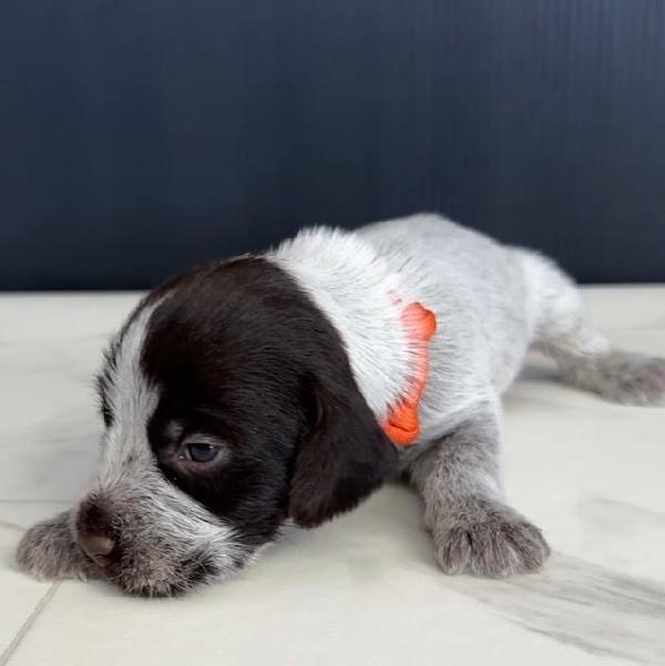 4  MALE (ORANGECOLLAR).JPG