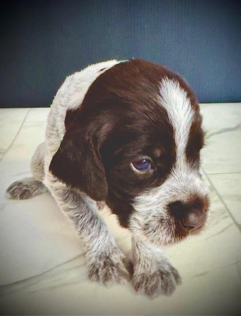 #3 MALE (SKY BLUE).JPG