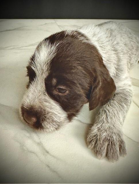 #8 FEMALE (PURPLE COLLAR).JPG