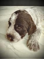 #8 FEMALE (PURPLE COLLAR).JPG