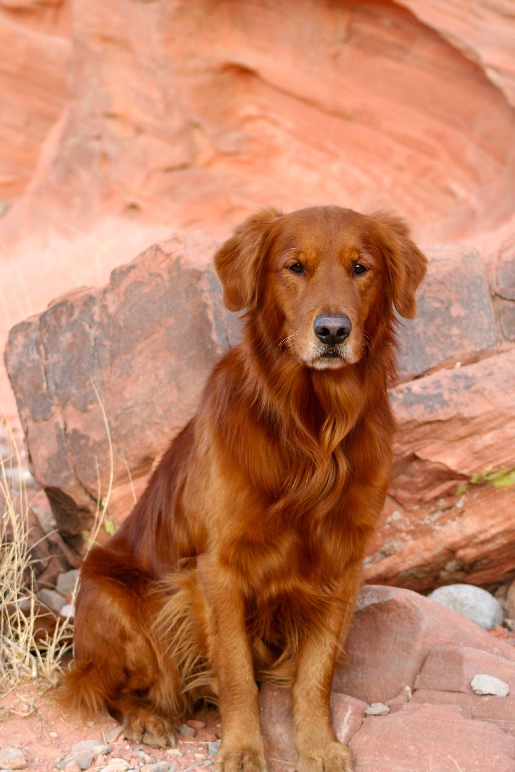GOLDEN RETRIEVER AVAILABLE FOR STUD