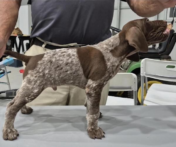 German Shorthaired Pointer