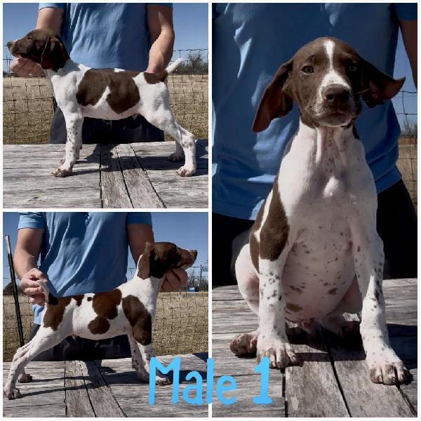 German Shorthaired Pointer