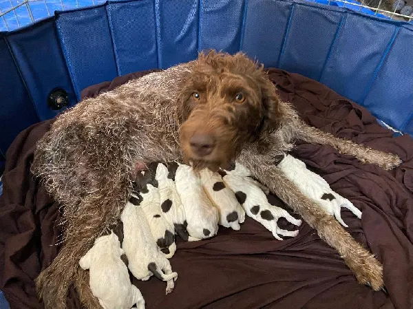 Wirehaired Pointing Griffon
