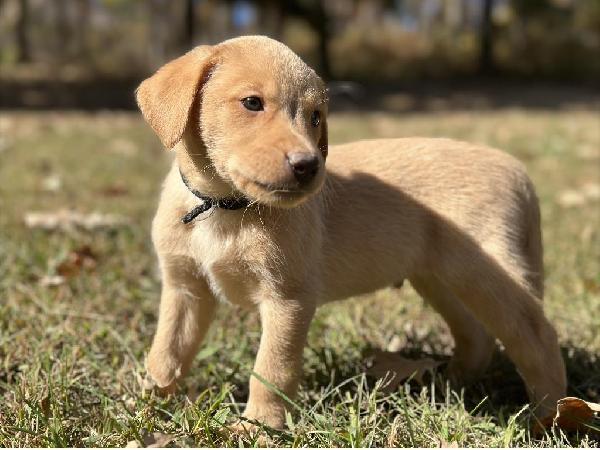 Pedigree junior labrador hotsell