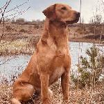 THE PUP YOU CAN BRAG TO YOUR FRIENDS ABOUT