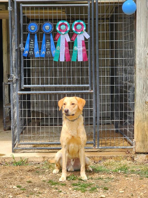 Labrador Retriever