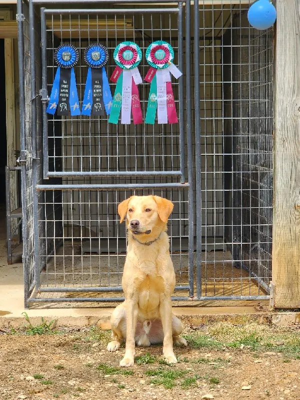 Labrador Retriever