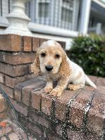 ENGLISH COCKER PUPPIES!!  BLUE - ORANGE ROANS