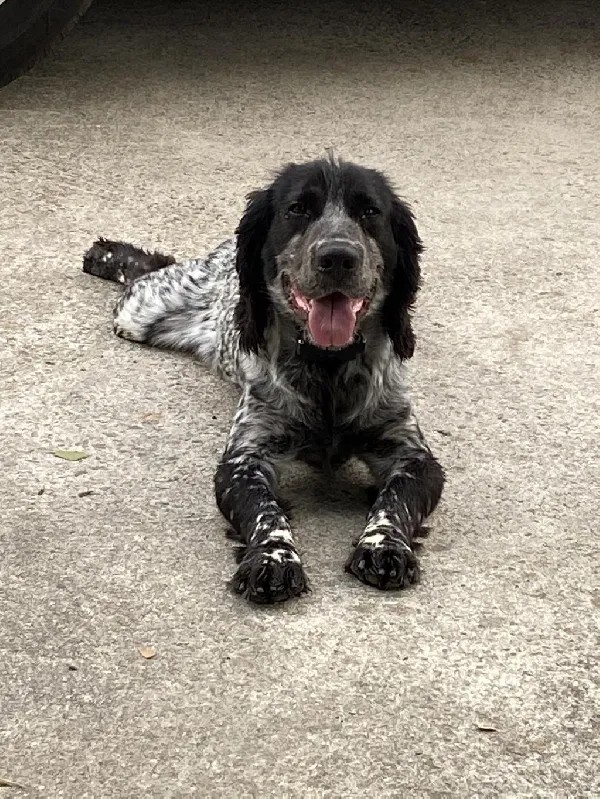 English Cocker Spaniel