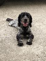 FIELD BRED ENGLISH COCKER PUPPIES